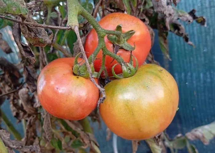 Dinocamp Séjour à la campagne